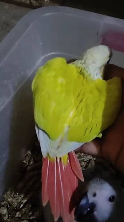 Suncheek Conure 3 chicks