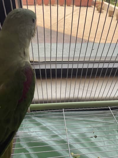 Parrot  raw Kashmiri