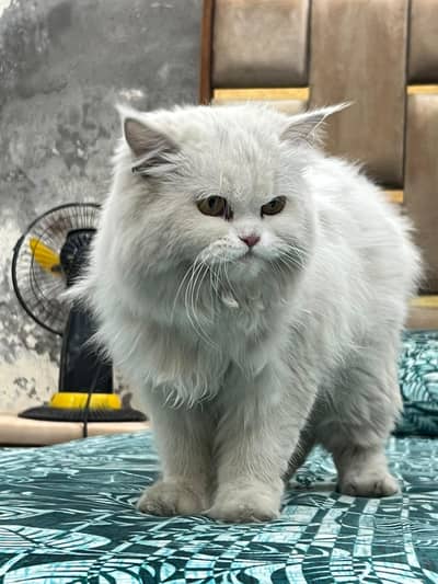 Persian cat 3riple coated