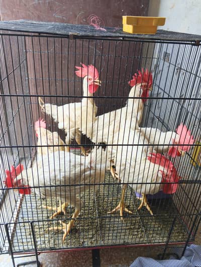 6 Hen sale