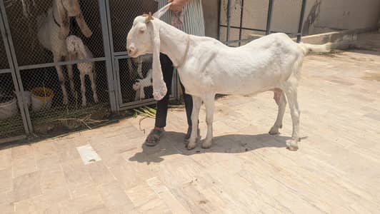 gulabi female