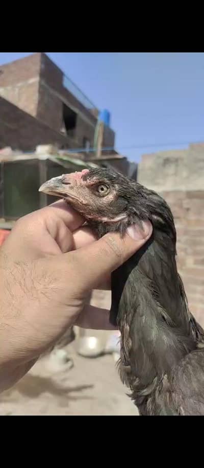 Female for sale  03204048942