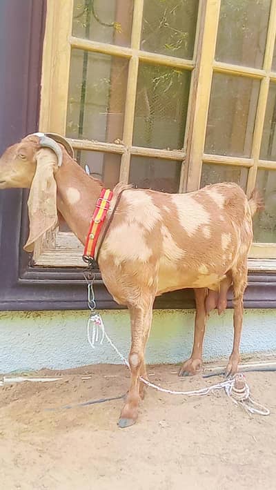 Bakri for sale gabban