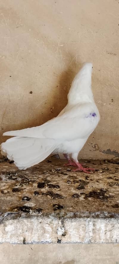 Pigeon