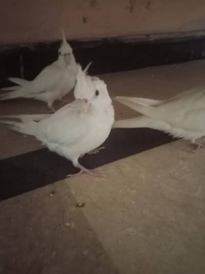 Common white & Eno white  Cocktaile chick  for sale