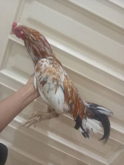 Aseel Heera Chicks | China Aseel | Lakha Aseel | Heera Breeder | Hen