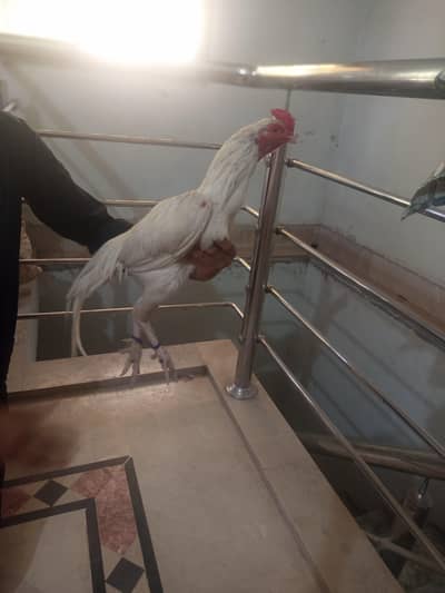 Aseel Heera Chicks | China Aseel | Lakha Aseel | Heera Breeder | Hen