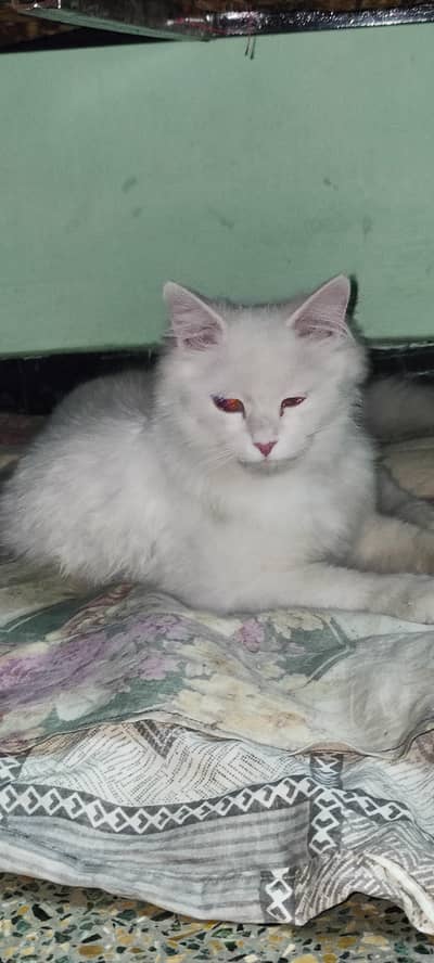 10 months persian cats