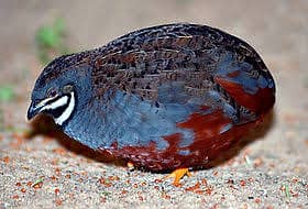 Button quail
