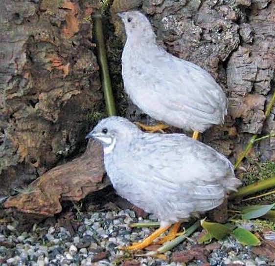Button quail 1