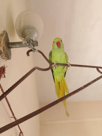 ringneck parrot