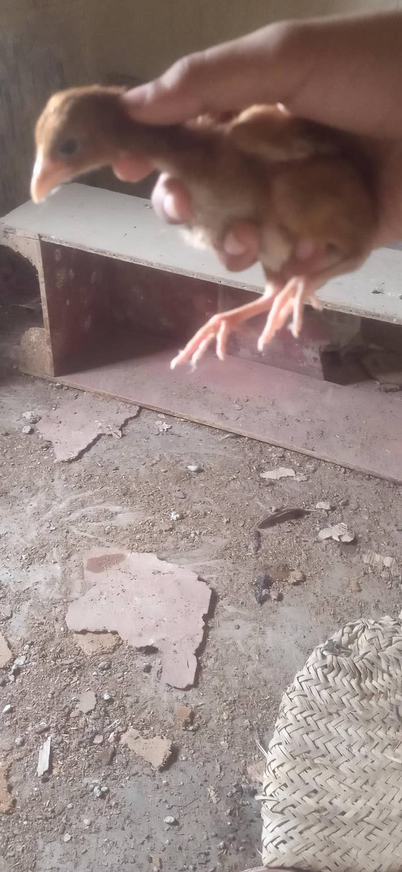 Aseel chicks 1