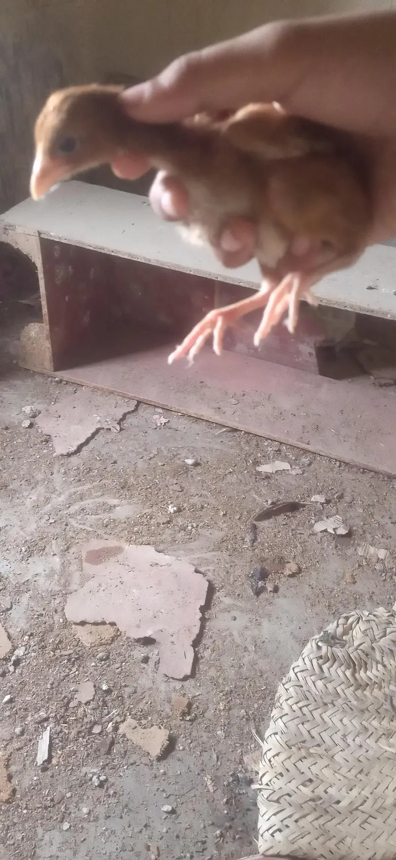 Aseel chicks — photo 2