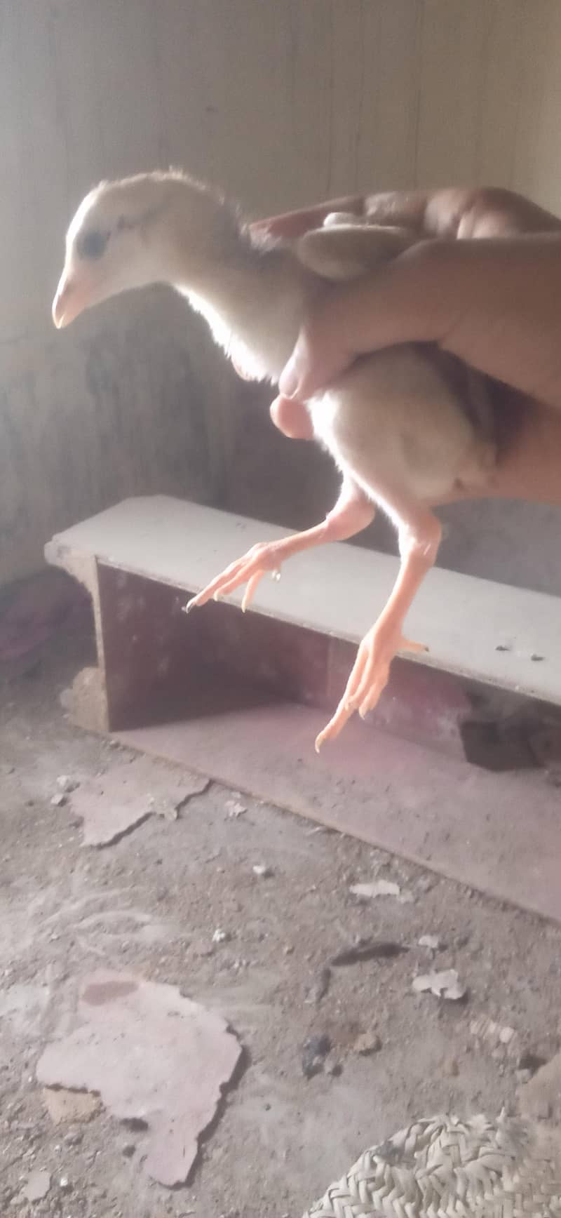 Aseel chicks 3