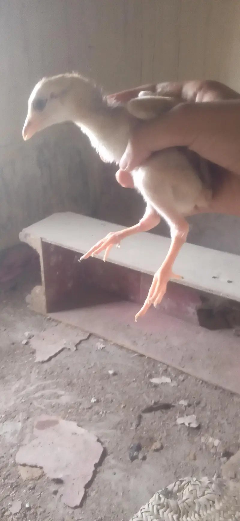 Aseel chicks — photo 4