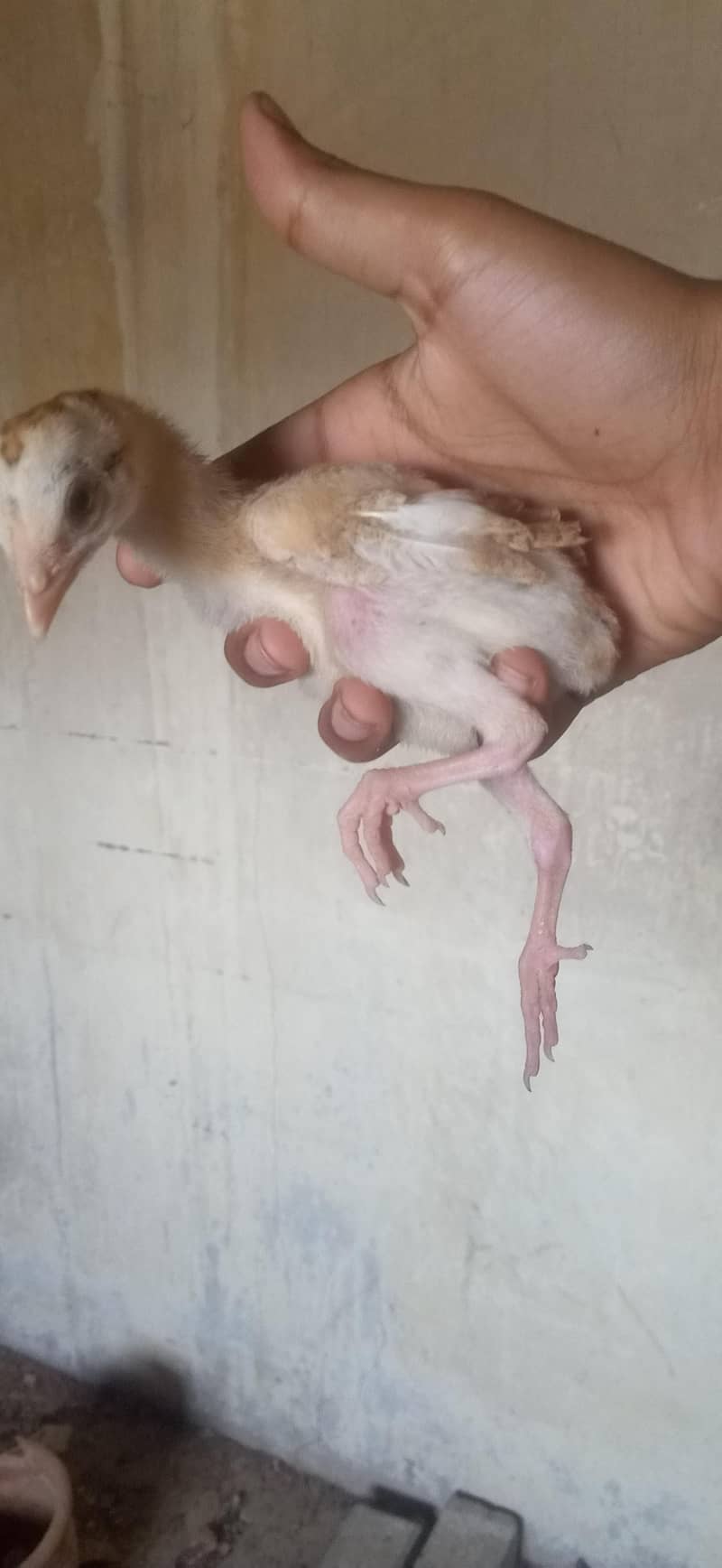Aseel chicks 4