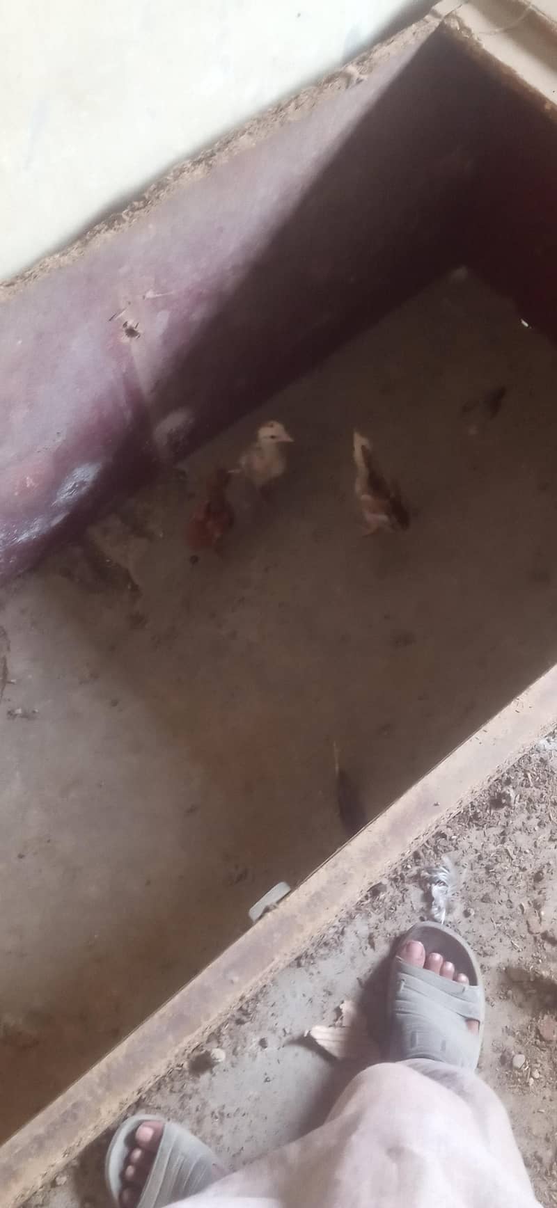 Aseel chicks 5