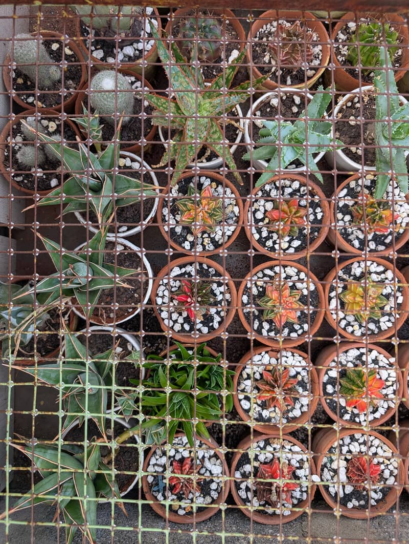 Cactus 1