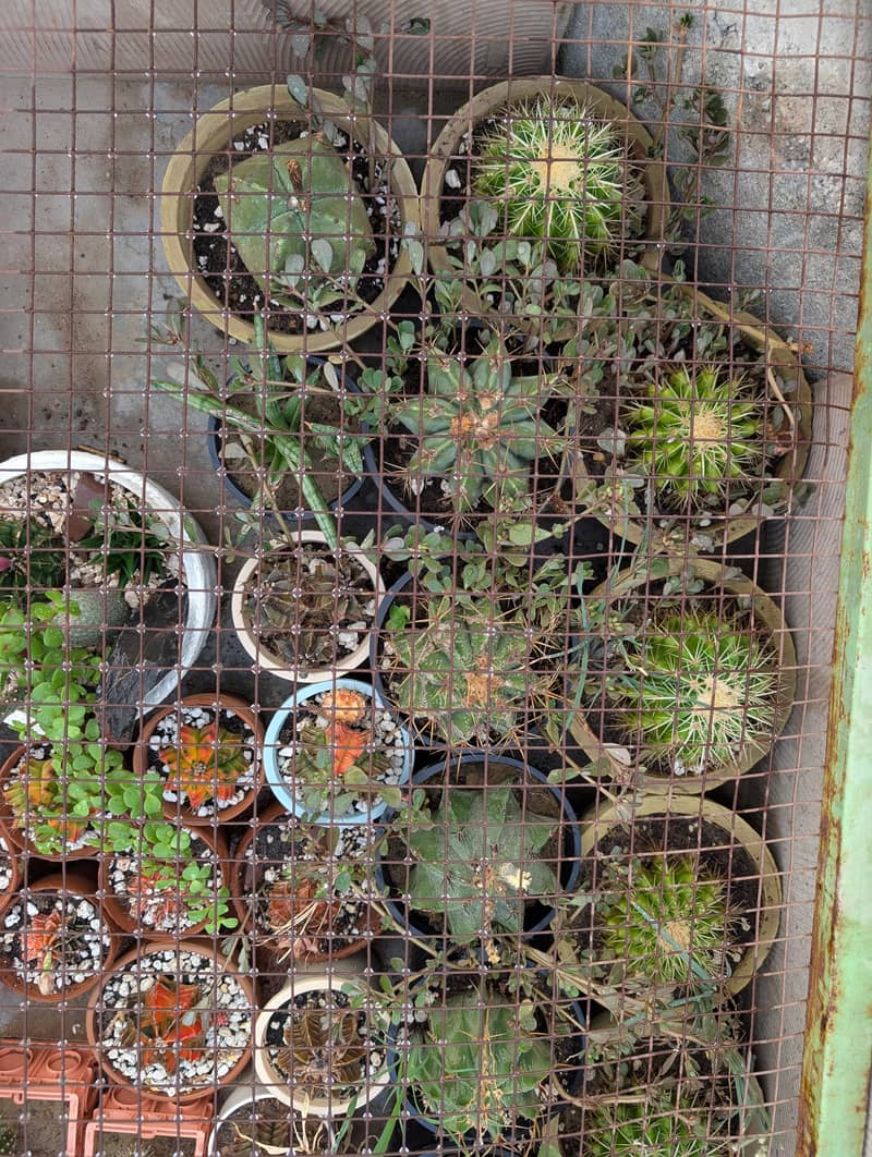 Cactus 2