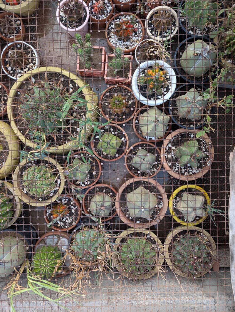 Cactus 3