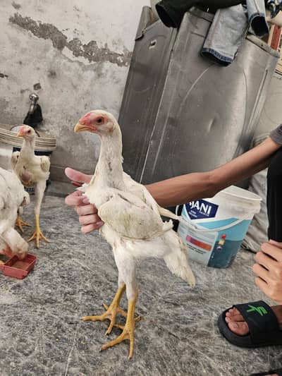 white shamo chicks healthy and active must read description