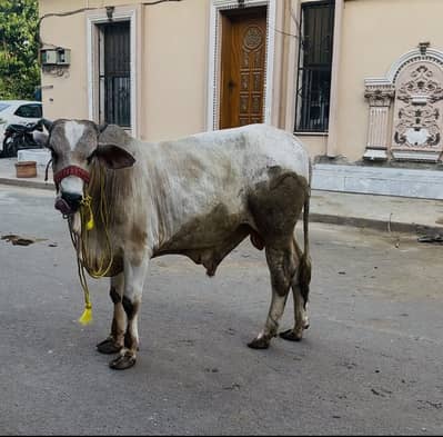 Bull/Bachra/Wacha/ sahiwali wacha / desi wacha for sale