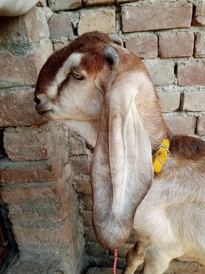 Female Goat for sale Contact 03476892044