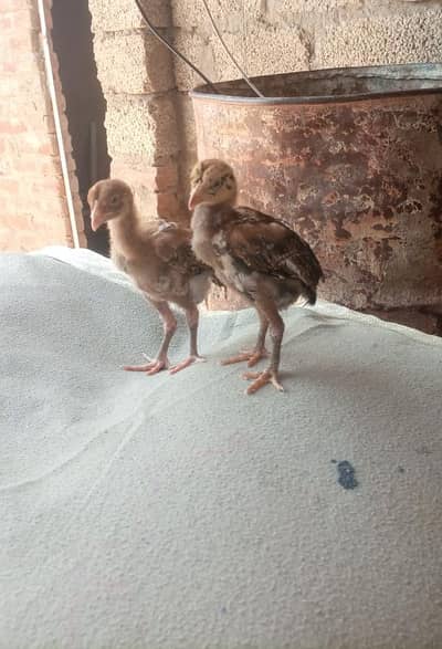 Aseel Chicks Pair