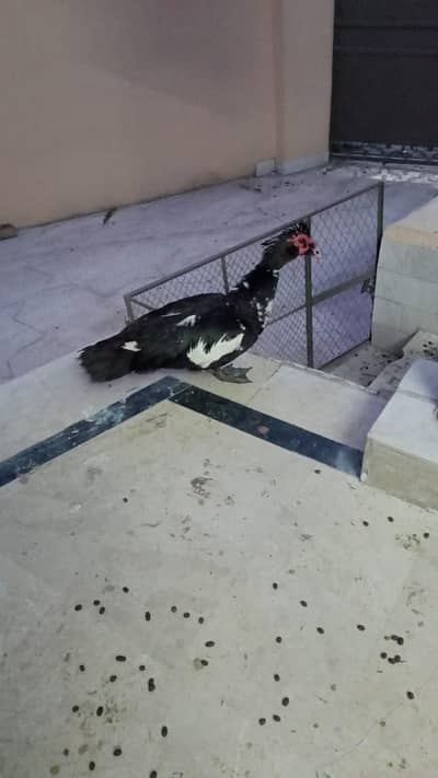 Mucsovy Ducks 2 Males for sale