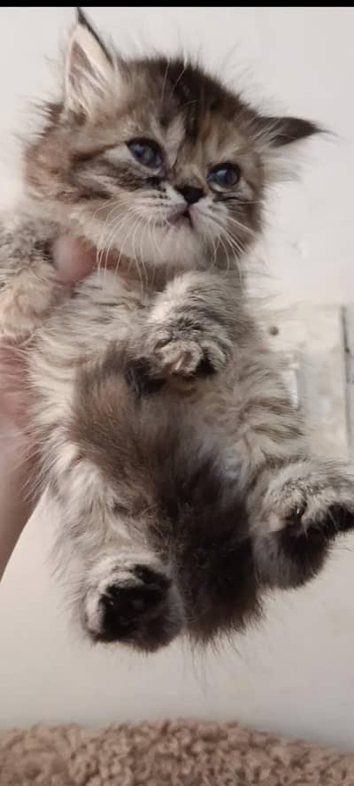 Persian kittens/ cat baby/ persians/ ginger kitten