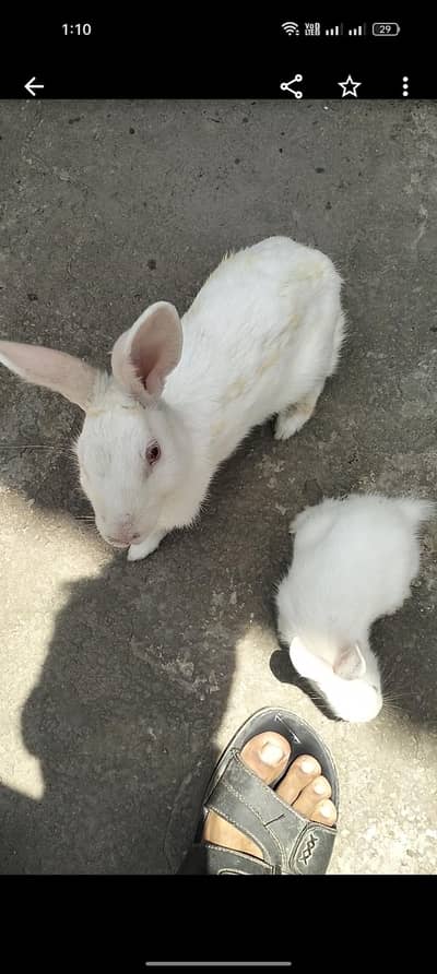 Rabbit female with kid