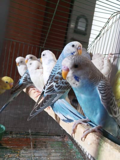 Cocktail Parrots Budgies Parrots Our Cages For Sale