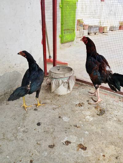 aseel pair