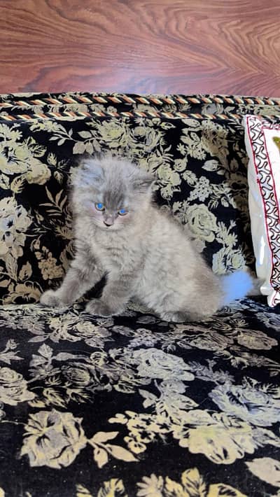 PERAIAN KITTEN