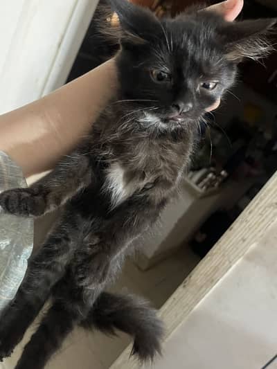 cat sale male