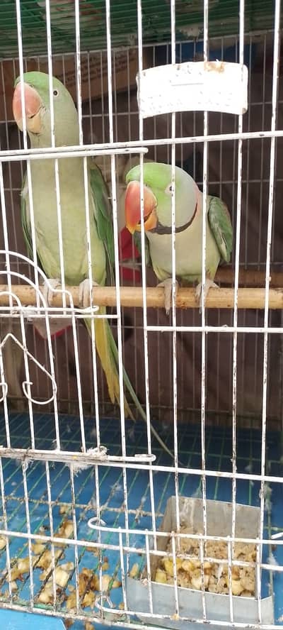 Breeder Kashmiri Raw Jumbo Parrot Pair For Sale