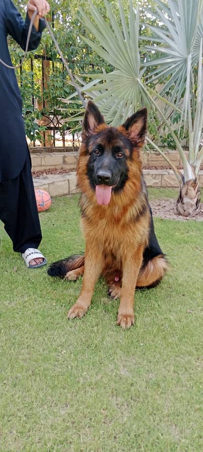 Pedigreed German Shepherd Long Coat