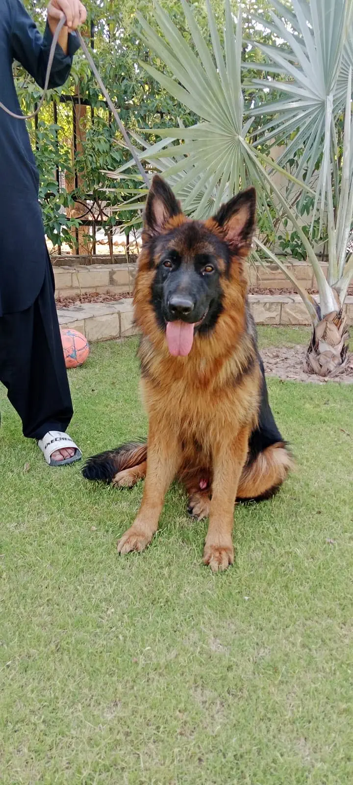 Pedigreed German Shepherd Long Coat
