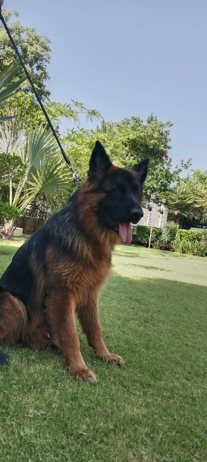 Pedigreed German Shepherd Long Coat — photo 2