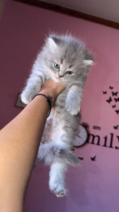 1.5 month male kittne triple coated