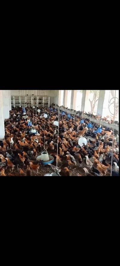golden misri | desi hens |golden misri pathi |misri pathi |desi murghi