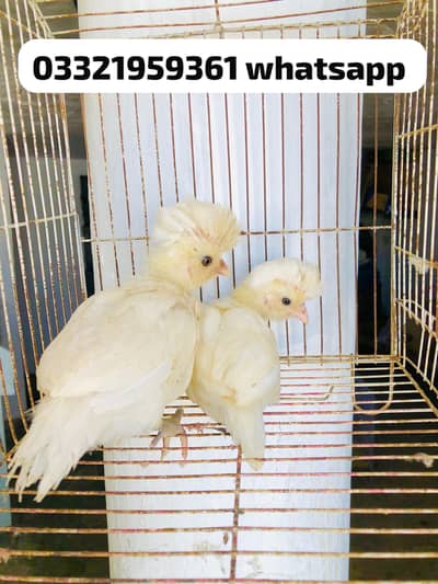 White polish Chicks Available
