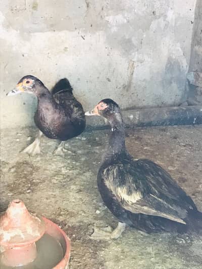 Muscovy Ducks