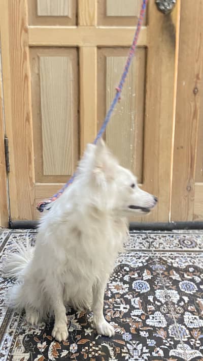 Russian puppy and urgent sale