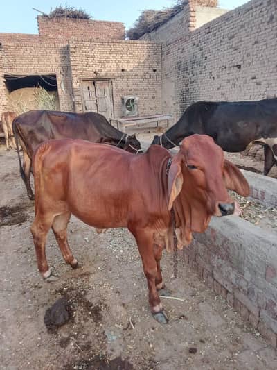 Barhman bachri