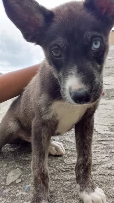 husky and bagayal cross