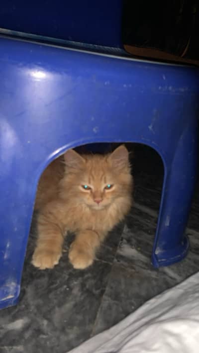 Persian baby kitten