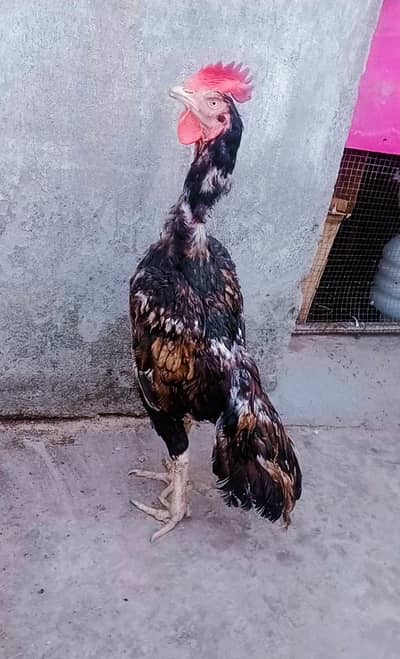 Bengum aseel high quality band jor zeher dum cargo posible 03375190943