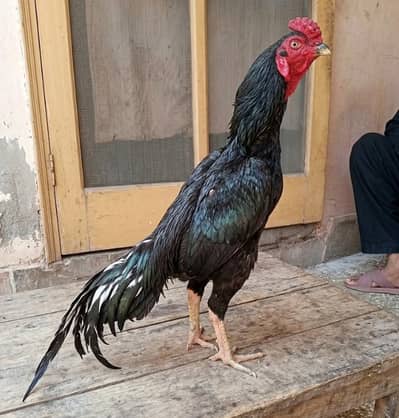 Aseel Murga Lasani Muskhka For Sale