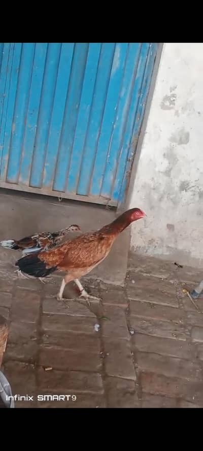 ek murgi for sale sath mein baccha hai jis bhai ne lena ho Rabta karan